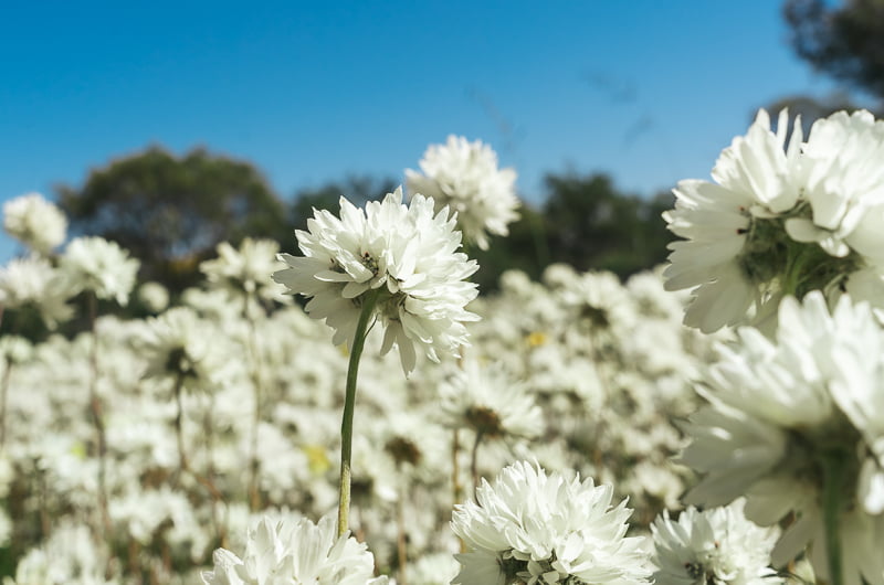 White everlasting wildflowers in Western Australia