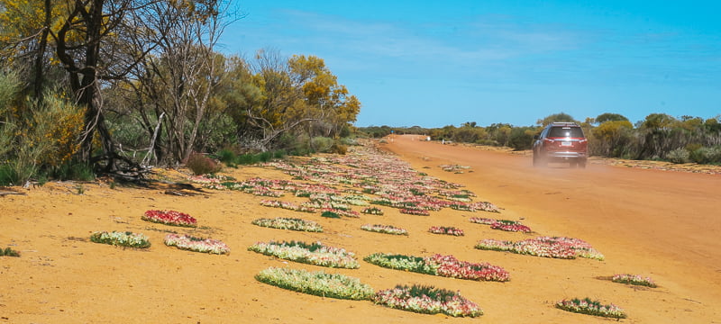 Wreath Wildflowers in Western Australia
