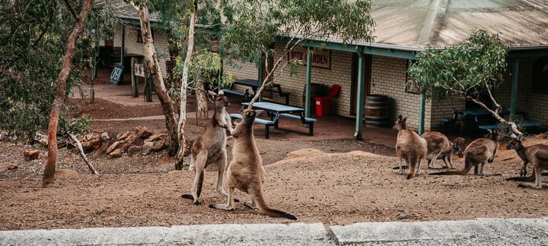 The friendly kangaroo in John Forrest National Park