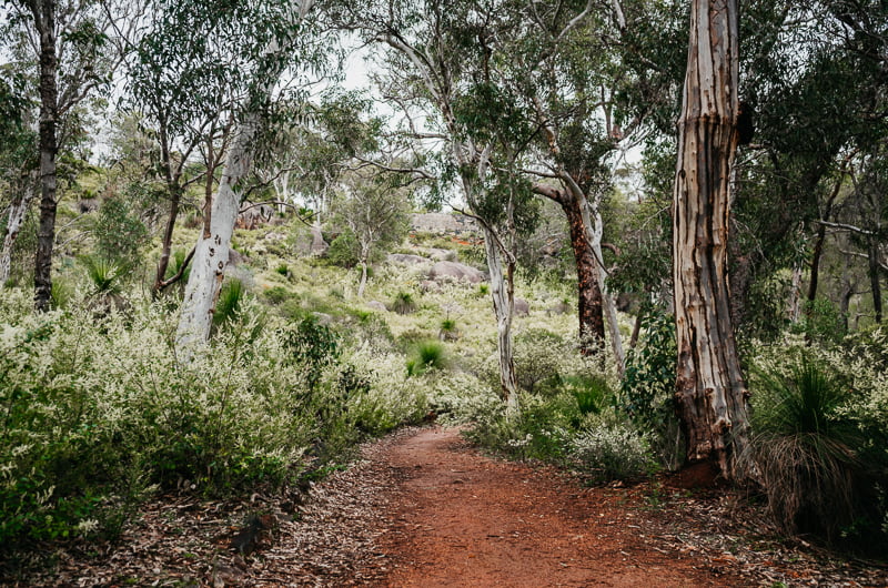 The Australian bush at John Forrest National Park