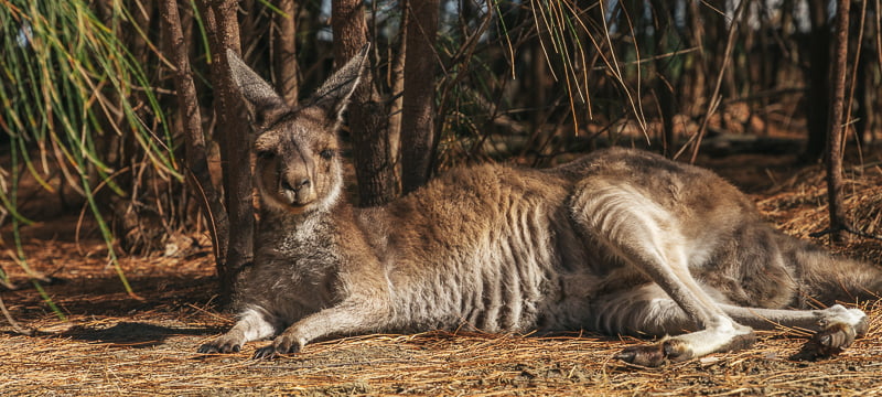 Kangaroo are very friendly at Heirisson Island in Perth