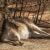 Kangaroo resting at Heirisson Island in Perth