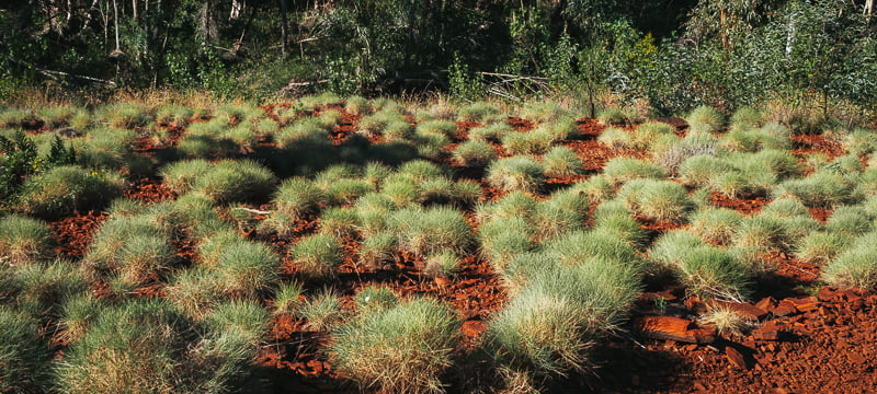 The unique grass and red earth of Karijini National Park