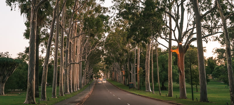 Spotted gum tree lined entrance to Kings Park