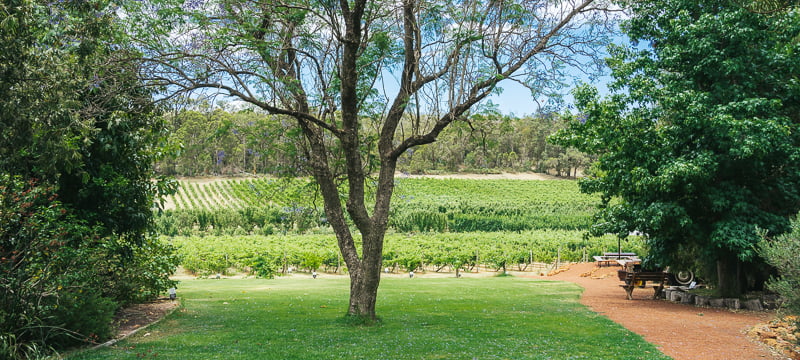 The lovely vineyard and grounds of La Fattoria in the Perth Hills