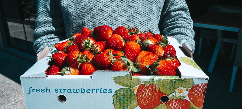 Box of freshly picked strawberries in Perth