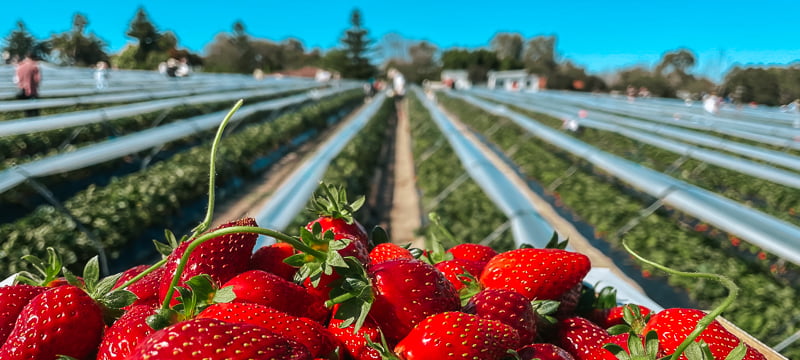 Strawberry picking at a local field in Perth