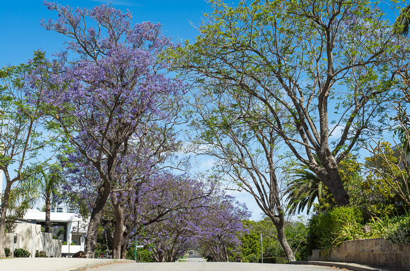 Beautiful tree lined streets of Applecross are the top spot to view Jacaranda in Perth