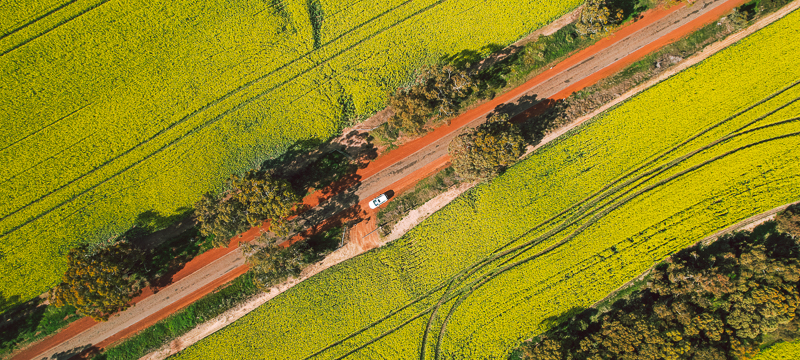 Top down view of the golden canola in the Avon Valley