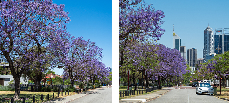 The pretty tree-lined Leake Street is a great spot to see jacaranda in Perth.