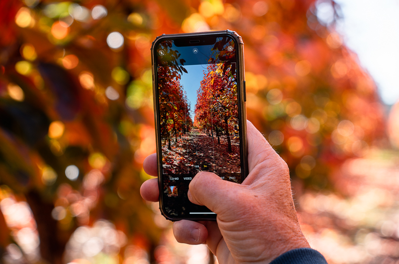 Capturing the autumn leaves is one of the best things to do in Perth.